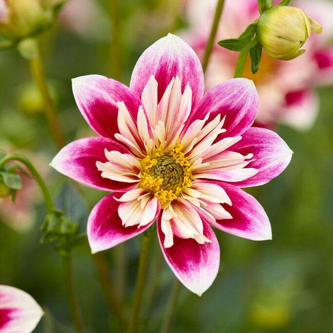 Dahlia Special Fashion Monger 1-pakke
